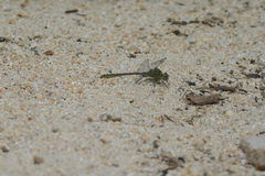 Ophiogomphus severus