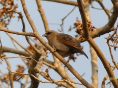 Agelaioides badius