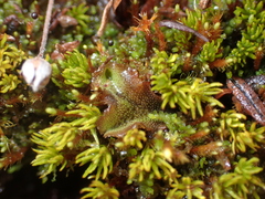 Marchantia