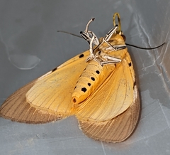 Asota speciosa