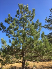 Pinus nigra