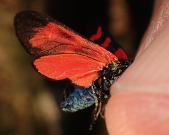 Zygaena filipendulae