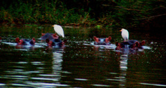 Hippopotamus amphibius