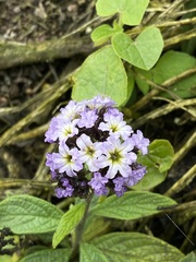 Heliotropium arborescens