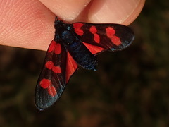 Zygaena filipendulae
