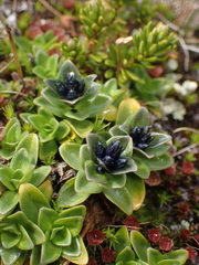 Gentiana glauca