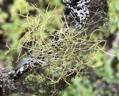 Usnea hirta
