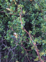 Muehlenbeckia hastulata