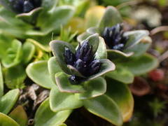 Gentiana glauca