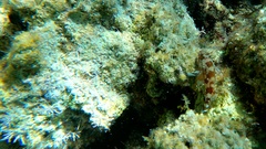 Scorpaena maderensis