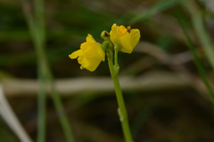 Utricularia macrorhiza