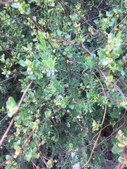 Muehlenbeckia hastulata