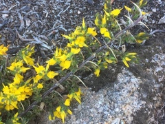 Genista anglica