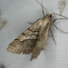 Digrammia continuata