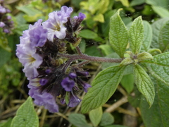 Heliotropium arborescens