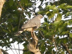 Geranospiza caerulescens