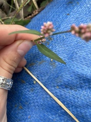 Persicaria maculosa