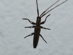 Hippopsis lemniscata