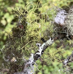 Usnea hirta