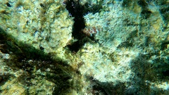 Scorpaena maderensis