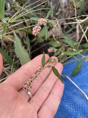 Persicaria maculosa