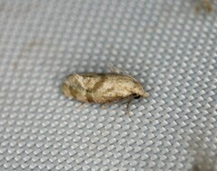 Platphalonidia
