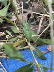 Persicaria maculosa