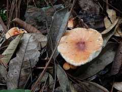 Lepiota rubrotinctoides