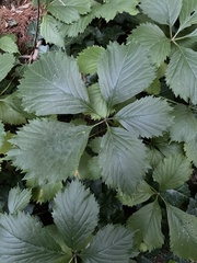 Parthenocissus inserta