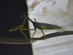 Stagmatoptera septentrionalis