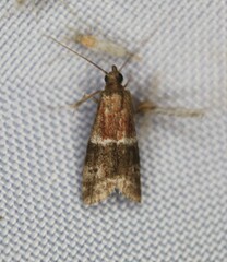 Moodna ostrinella