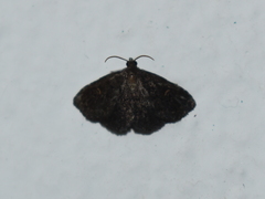 Erebidae