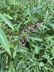Persicaria longiseta
