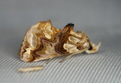 Plusiodonta compressipalpis