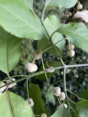 Euonymus atropurpureus