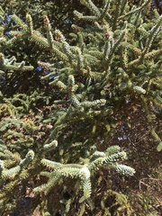 Abies pinsapo
