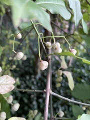 Euonymus atropurpureus