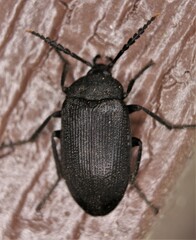 Penthe pimelia