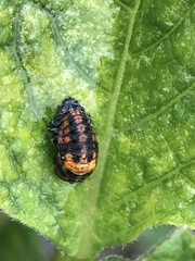 Coccinella septempunctata
