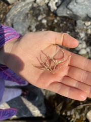 Calliarthron tuberculosum