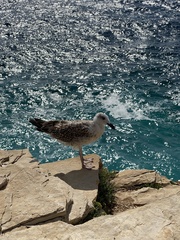 Larus michahellis