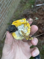 Hypomyces luteovirens