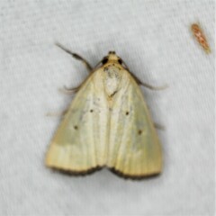 Marimatha nigrofimbria