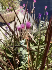 Gomphrena pulchella