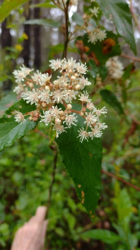 Image of Androcalva rossii by no rights reserved