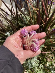 Gomphrena pulchella
