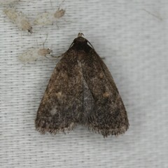 Idia diminuendis