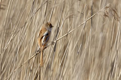 Panurus biarmicus