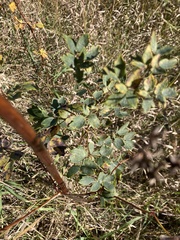 Thalictrum dasycarpum