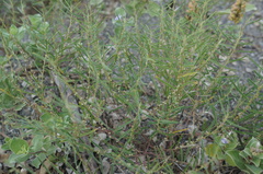 Indigofera linifolia